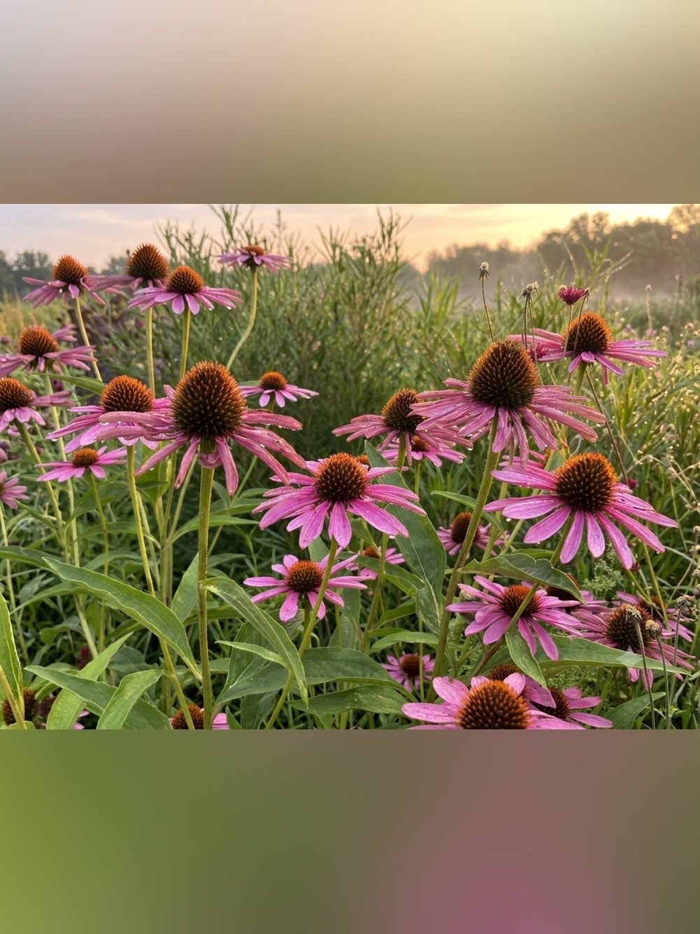 Pink Coneflower Botanical Photo Print